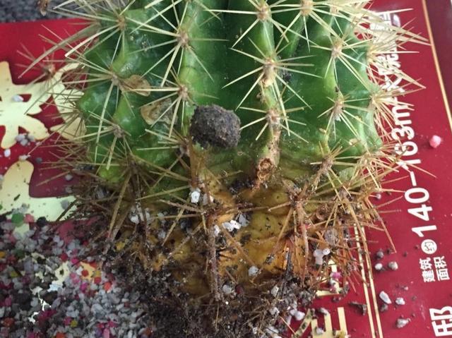 养仙人球，有“一点”非常关键，根系茁壮，顺利开花，又肥又壮