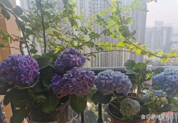 “养花不易，脑袋用废”，新手养花不容易，折腾来，折腾去！