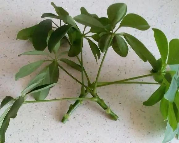 这样养花真省钱，“5种花”剪个枝，插盆里，养出多盆，旺盛漂亮