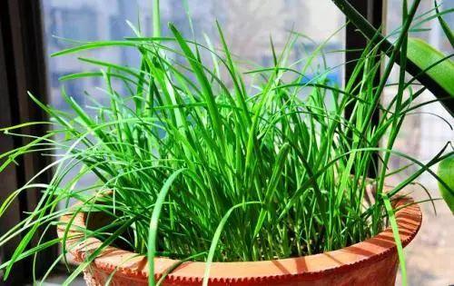 阳台养花老是收空盆？别急，用空盆学种6种菜，蔬菜自由惹人羡