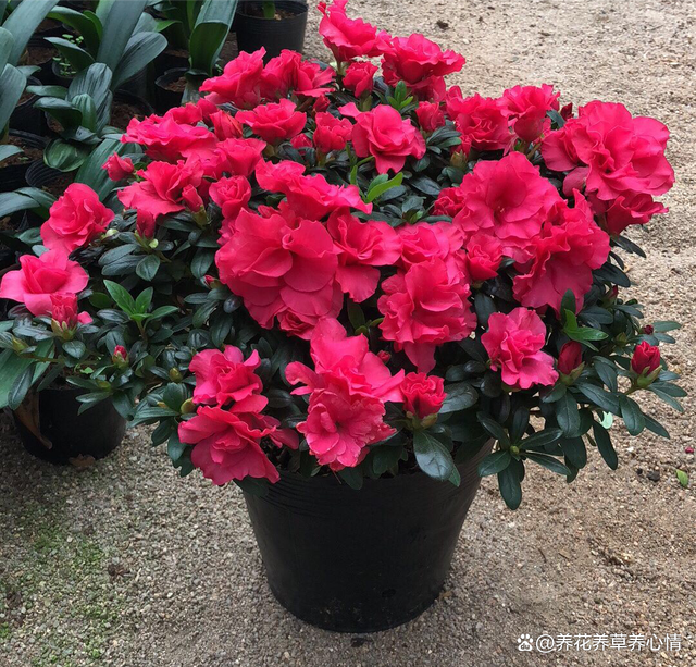 再有钱也不要养5种花，“买花一时爽，养花火葬场”，经验之谈