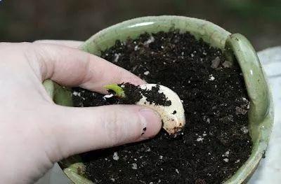 阳台养花老是收空盆？别急，用空盆学种6种菜，蔬菜自由惹人羡