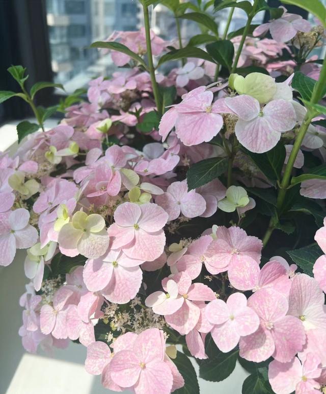 以“新娘”为名的绣球花，美丽动人，丰花勤花，易栽培，深受好评