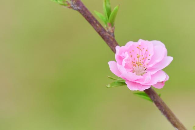 桃花的特征是什么，多久花期