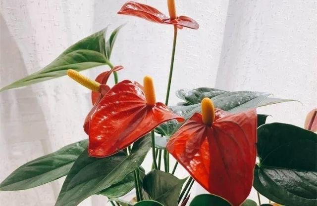 32种花养护大全，新手也能学的会，一年花开好几茬！