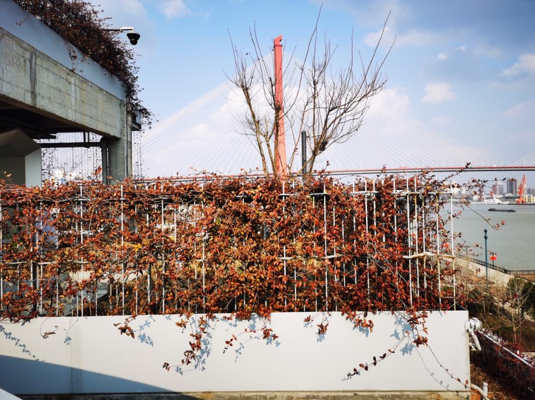 公园城市建设中的立体绿化，你知道哪些