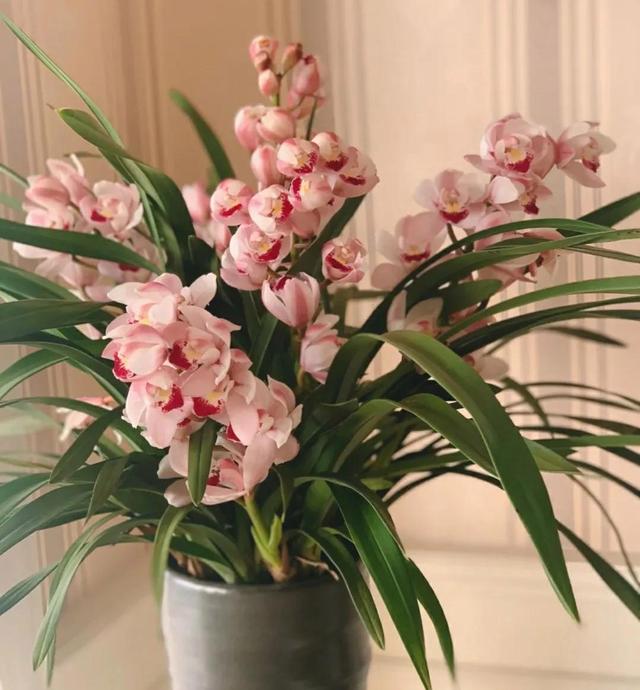 这5种花很难养活，商家夸得再好听也别买，不然吃亏的是自己