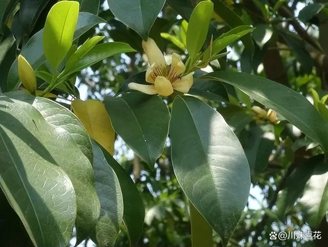 盘点5种怕水花，11月过后浇水有讲究，适当控水才能绿油油