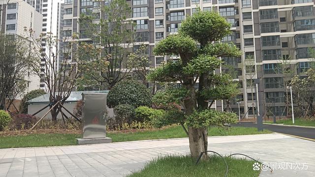 为什么秋冬季使用大树营养液的苗木，第二年春季更容易死亡？