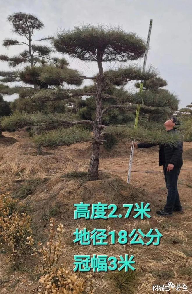 松树成为我国城乡绿化的一道美丽景观