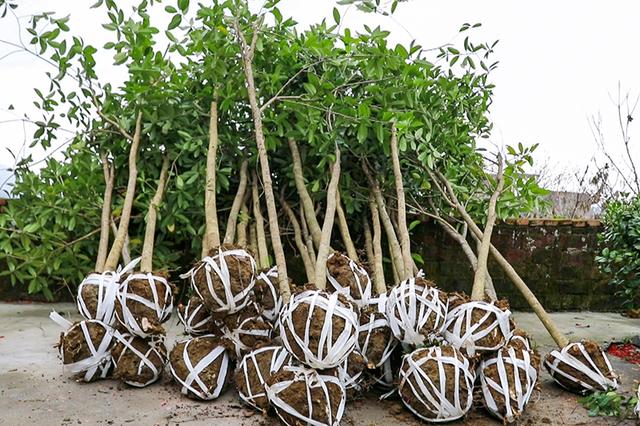 宜章县寿福村：苗木种植成“绿色聚宝盆”