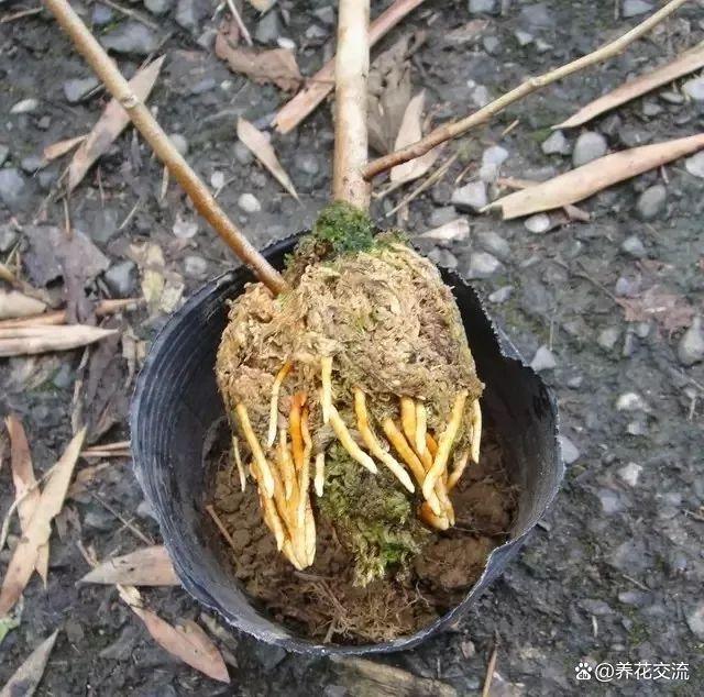 水苔养花的5大作用，可以大大提高养花技巧，赶紧学起来