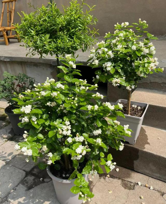 6种花“娇滴滴”，秋天赶紧搬屋里，天一冷就冻死！