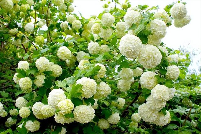 花色清新的木绣球，只需简单养护，就能开出很多个“大雪球”