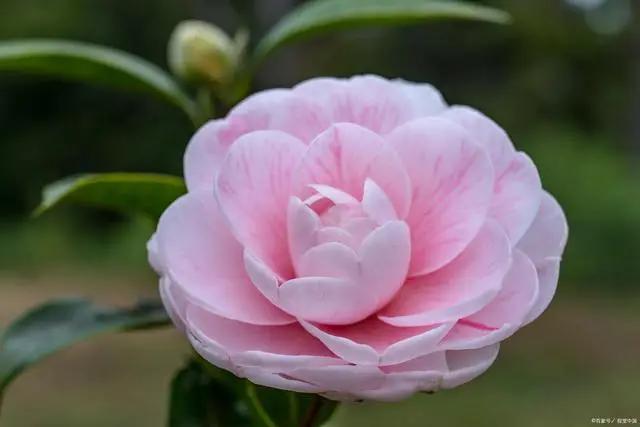 三月养茶花，记住“4不做”，叶片油亮长势好，老花匠的经验要听