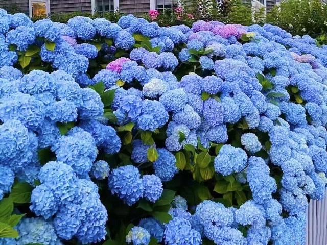 养花10年，我建议你在院子里种这9种花，体验“花开满院”的浪漫