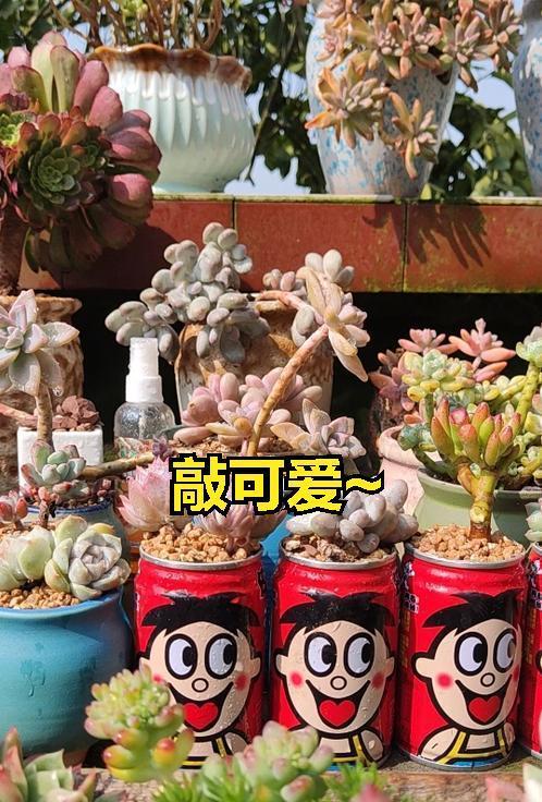 铜钱草的“蜕变”，17岁姑娘将它养在罐头里，抬头见笑脸，真治愈