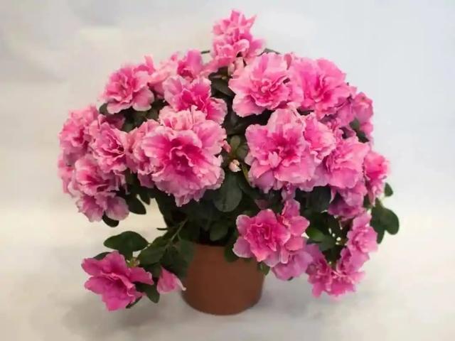 这样养花真省钱，“5种花”剪个枝，插盆里，养出多盆，旺盛漂亮