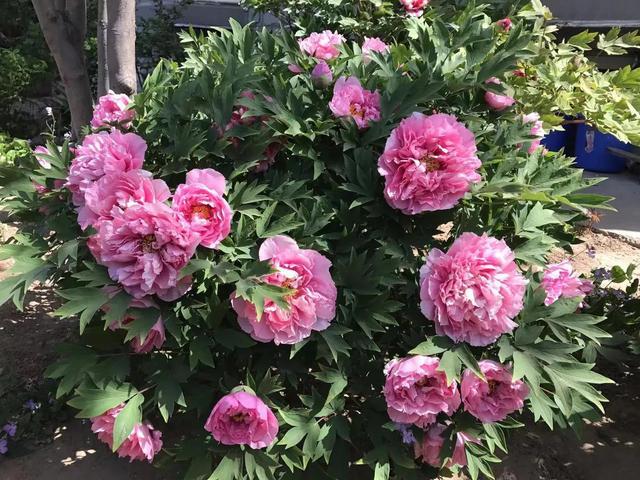 家有小院，种上3种“护宅花”，不是迷信，是老一辈传下的智慧
