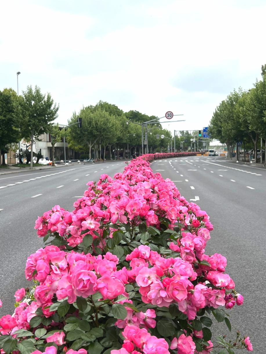 公园城市建设中的立体绿化，你知道哪些