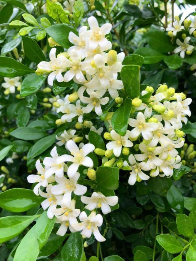 此花花色清新优雅，在院子里养一株，满园飘香，香气怡人
