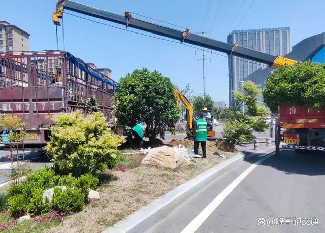 淮阳区城市管理：实施导流岛提升改造 提升道路绿化品质