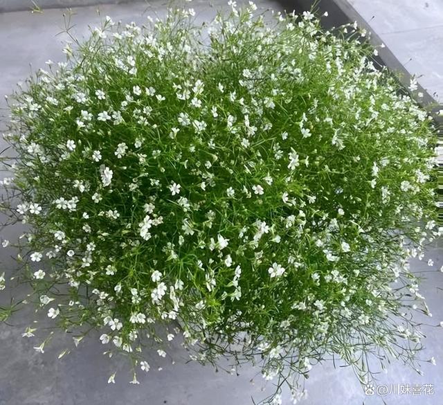 分享6种适合新手种植的漂亮花，精致好看上档次，花开一茬接一茬