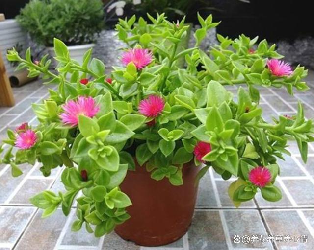 6月底，给这5种花“渴口醋”，叶片绿油油，开花还鲜艳