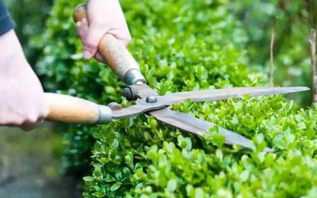 园林绿化养护主要工作 园林绿化养护主要工作