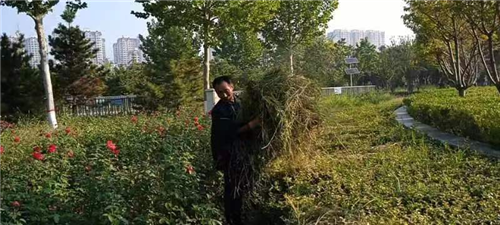 保定涿州市执法局园林绿化开展专项提升行动，为城市添绿增彩