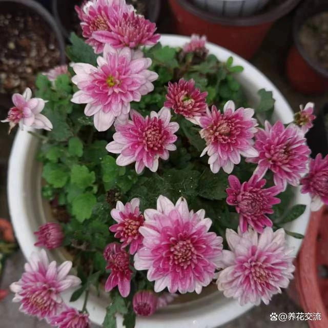 室内养不好盆栽植物的常见原因，你占了其中几个？