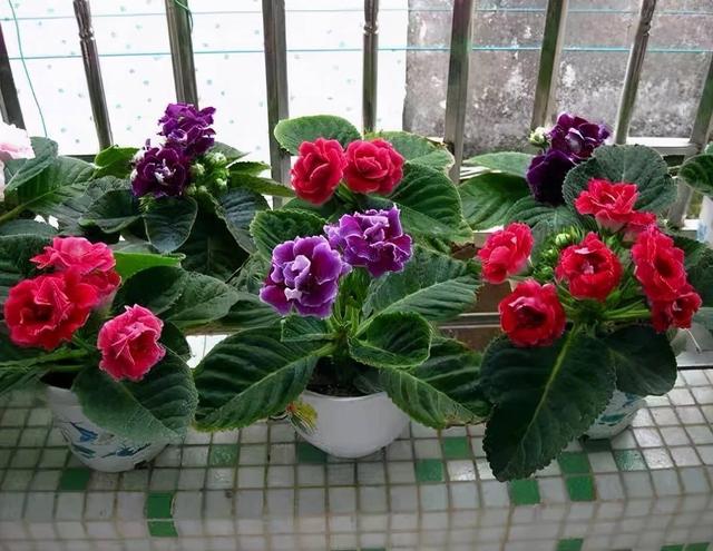温度高，8种花再旱也“不能喷水”，不是唬人，都是花钱买的教训