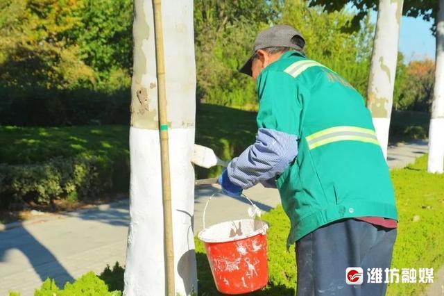 绿化树穿“秋裤”防寒防虫准备过冬