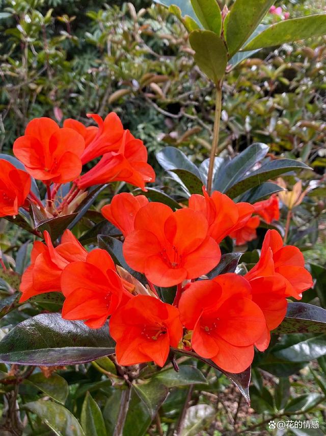 高山杜鹃花“撒克逊辉光”