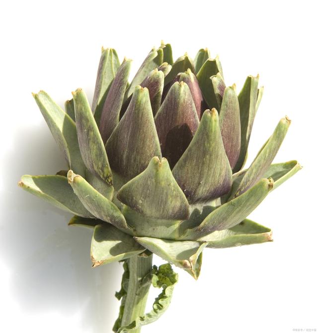 虹之玉：一种美丽的多肉植物