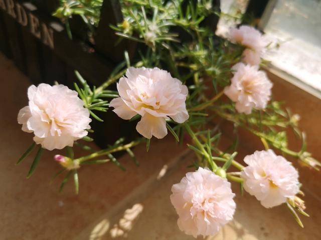 植物界的6种“花美人”，谁看了都喜欢，容易养“上瘾”