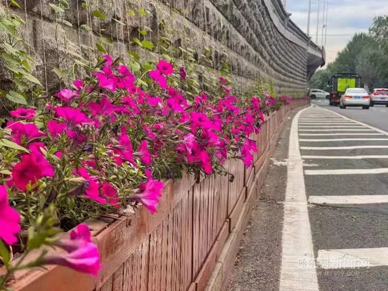 建筑披“彩衣” 城市添“新绿”