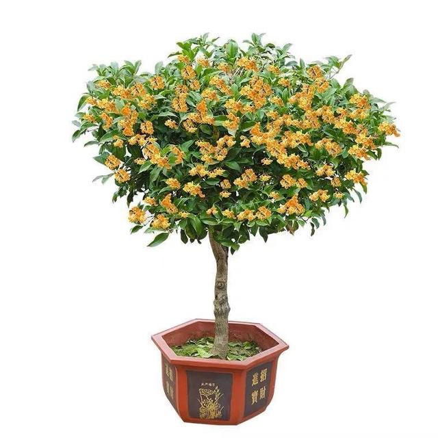 五一后，5种花要“富养”，“吃饱喝足”才能猛开花