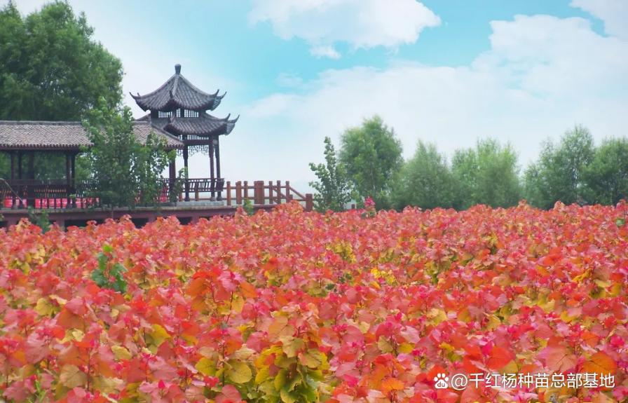 知道吗？景区、农庄、美丽乡村和园林景观绿化升级了