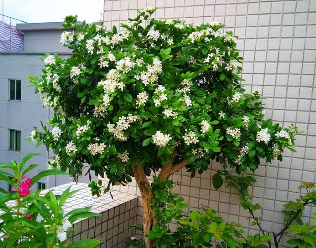 此花清新优雅，院子里养一株，香味浓郁真迷人，还可以净化空气