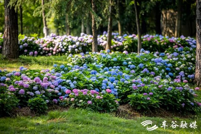 初夏时节，到汤湖公园与绣球花来场浪漫“约会”吧