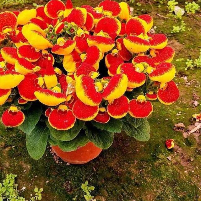春天的阳台想要鲜花盛开，适合种这4种花