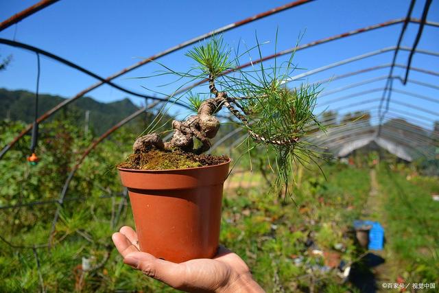 黄荆盆景种植方法：打造自然美景的秘诀