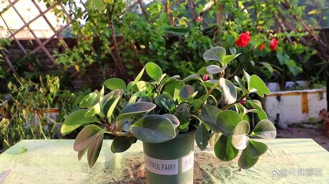 容易繁殖的6种花，摘片叶子插土里，生根快当年有花赏