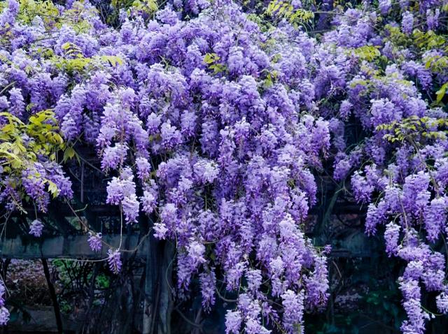 养花10年，我建议你在院子里种这9种花，体验“花开满院”的浪漫
