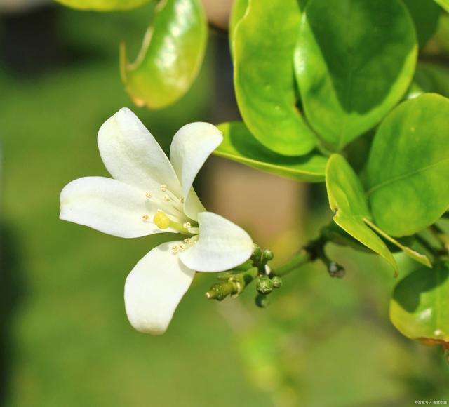 米兰花为什么不开花