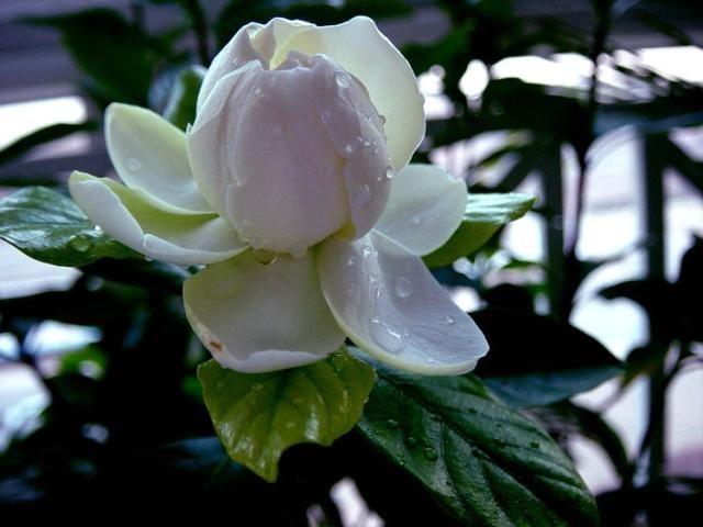5种花是“酒鬼子”，15天喂一点酒，长势都“刹不住”