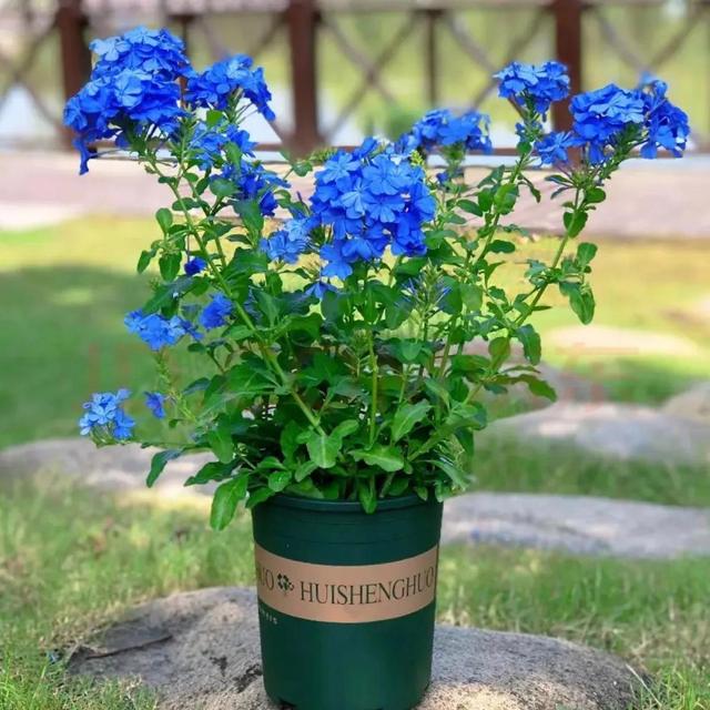 五一后，5种花要“富养”，“吃饱喝足”才能猛开花