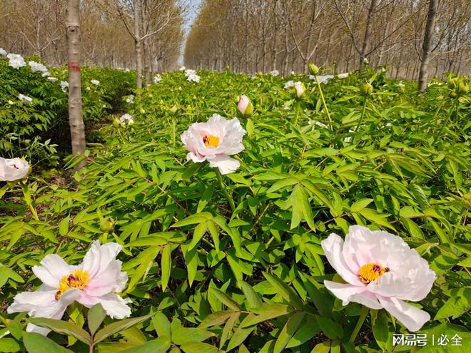 河北地区适用的60种灌木品种推荐