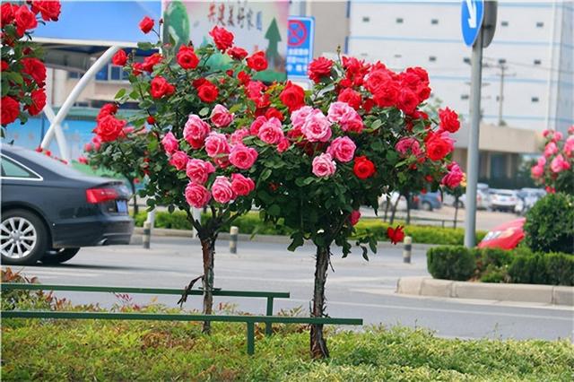 月季升级版“大树月季”，养护就几点，“有模有样”开成花树